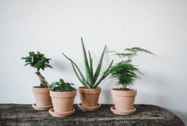 Pour Noël, Maison Bouture ouvre son jardin en ligne