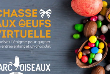 Partez à la chasse aux oeufs virtuellement