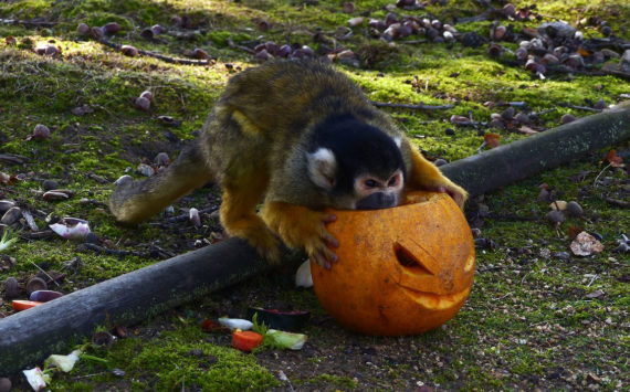 Halloween au safari de Peaugres