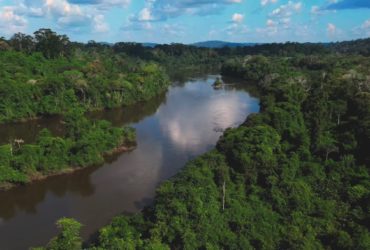 Voyage en canopée amazonienne