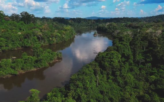 Voyage en canopée amazonienne