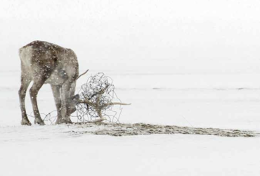 Montagne, Nature, Culture sont les 3 piliers du Chamonix photo festival.